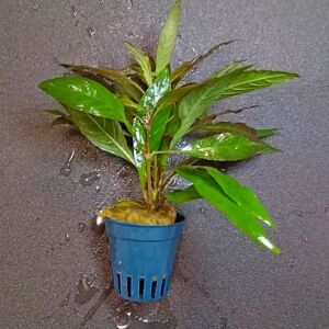 hygrophila corymbosa " angustifolia "  - kosaras