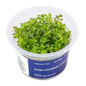 Aqua art - Rotala rotundifolia green - steril, zselés
