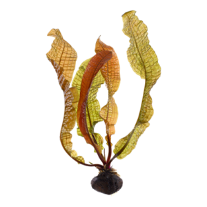 Tropica Aponogeton boivinianus bulbs