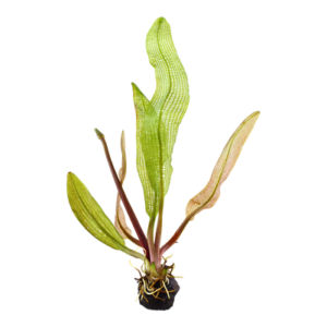 Tropica Aponogeton madagascariensis bulbs