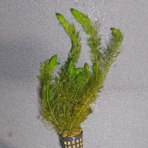 Myriophyllum pinnatum (Bokros süllőhínár)