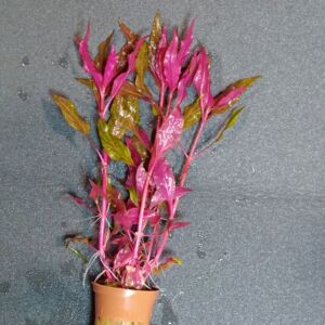 Alternanthera reineckii rosanervig - kosaras