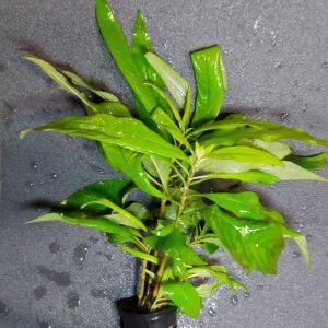 Hygrophila stricta - Vízi hortenzia
