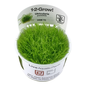 Tropica Utricularia graminifolia 1-2-Grow!   (steril - zselés)