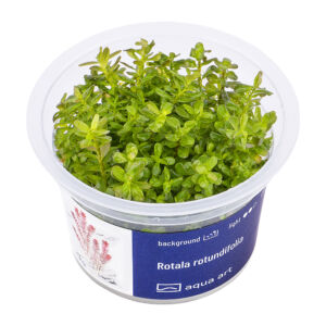 Rotala rotundifolia - steril, zselés
