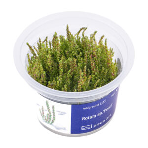 Rotala sp.'Pearl' - steril, zselés