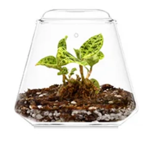 Bioloark Bubble Cup TWO