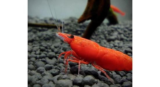 Csapvizes, Neocaridina garnélák