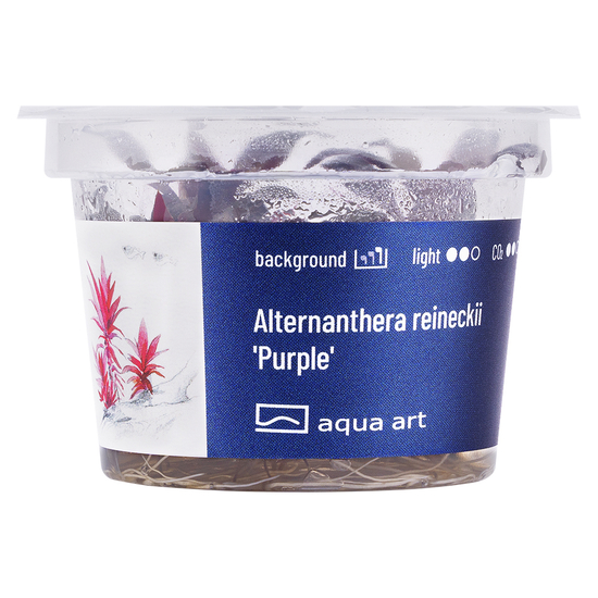 Alternanthera reineckii 'Purple' - steril, zselés
