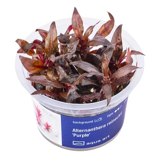 Alternanthera reineckii 'Purple' - steril, zselés