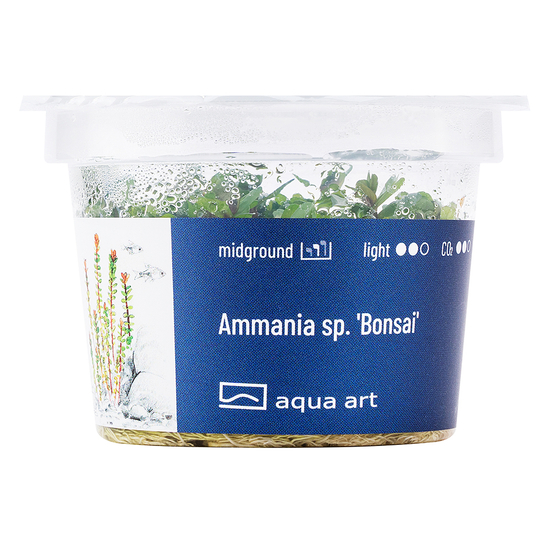 Ammania sp.'Bonsai' - steril, zselés