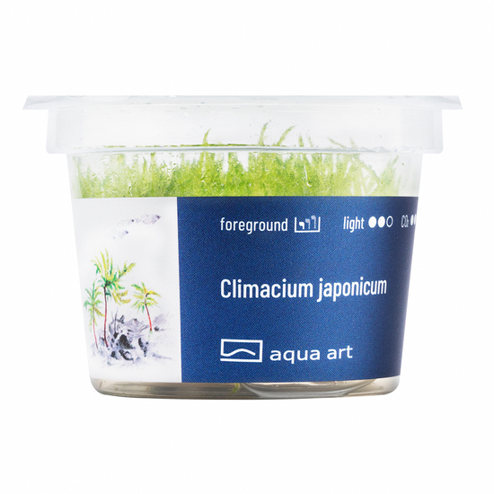 Climacium japonicum - steril, zselés