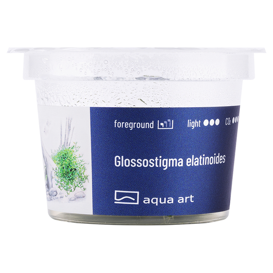 Glossostigma elatinoides - steril, zselés
