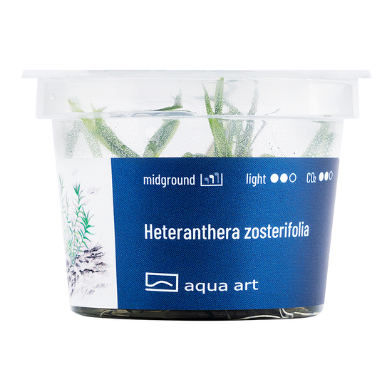 Heteranthera zosterifolia - steril, zselés
