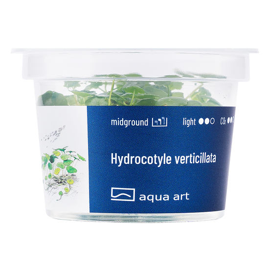 Hydrocotyle verticillata - steril, zselés