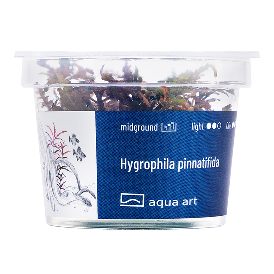 Hygrophila pinnatifida - steril, zselés