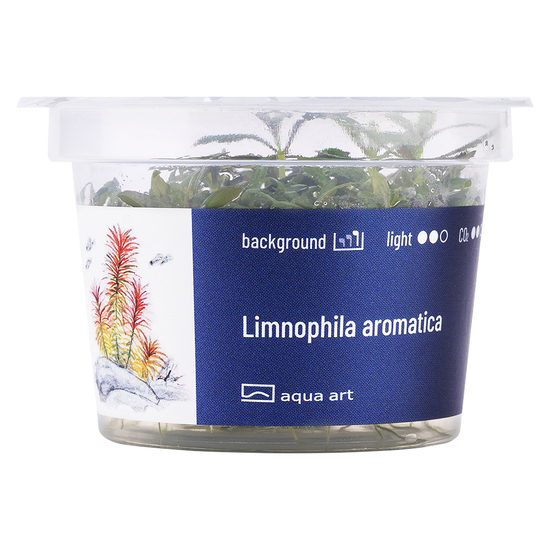 Limnophila aromatica - steril, zselés