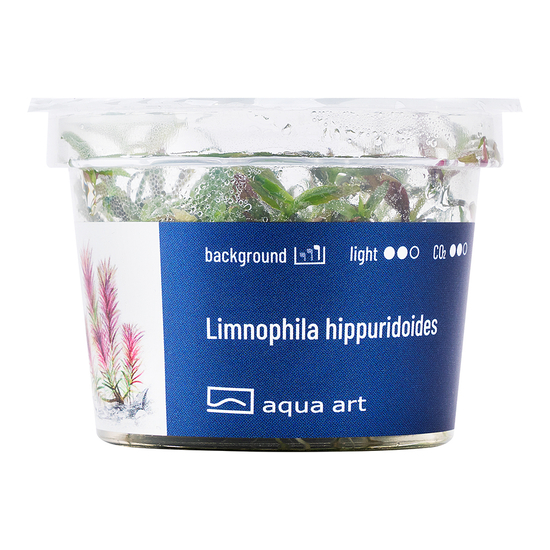 Limnophila hippuridoides - steril, zselés