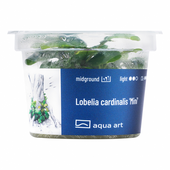 Lobelia cardinalis ’Mini’ - steril, zselés