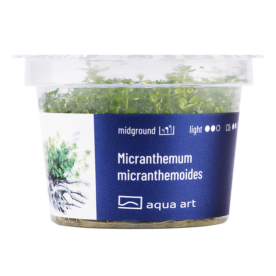 Micranthemum micranthemoides - steril, zselés