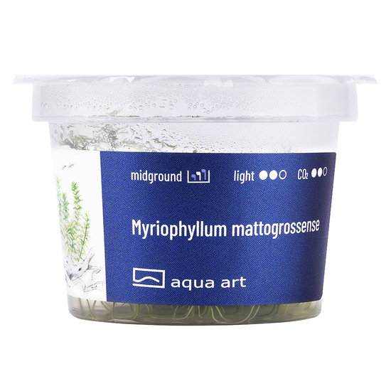 Myriophyllum mattogrossense - steril, zselés