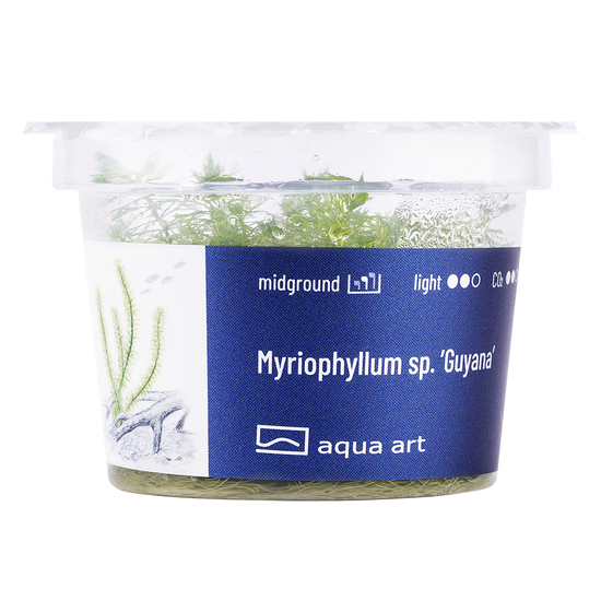 Myriophyllum sp. ’Guyana’  - steril, zselés