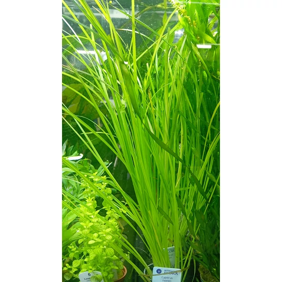 Cyperus helferi