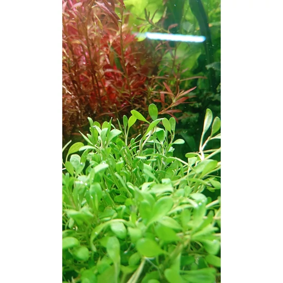Glossostigma elatinoides kosaras