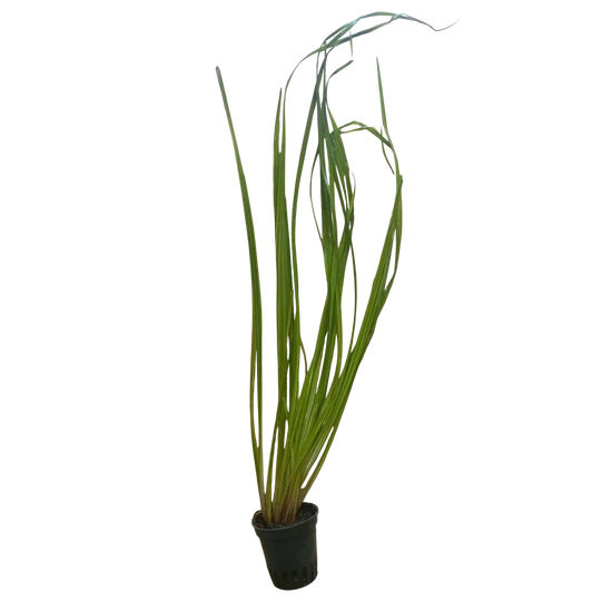 Cyperus helferi