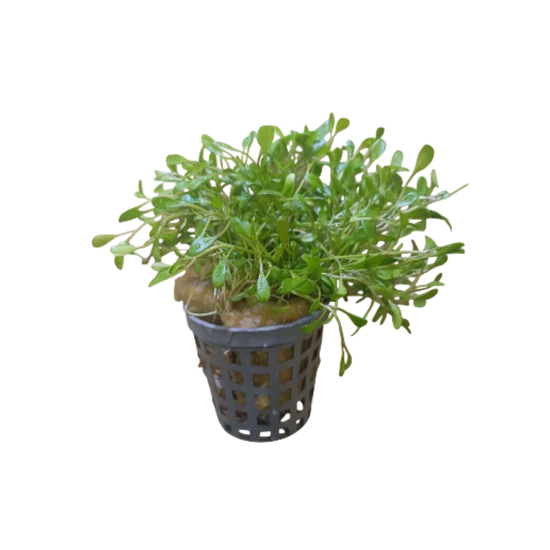 Glossostigma elatinoides kosaras