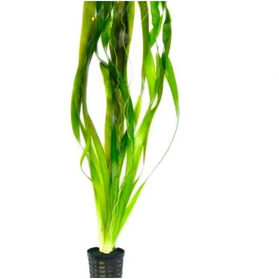 Óriás valiznéria (vallisneria gigantea)