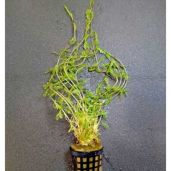 Myriophyllum brasiliensis - kosaras