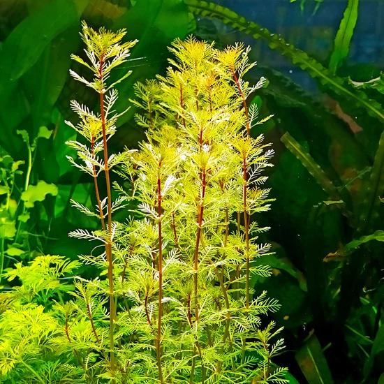 Myriophyllum brasiliensis - kosaras