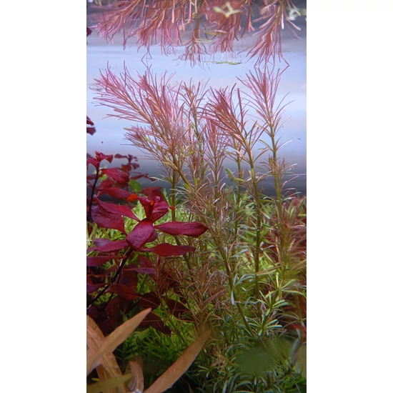 Rotala wallichi kosaras