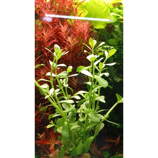 Bacopa monnieri - kosaras