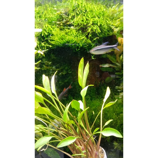 Cryptocoryne Lutea