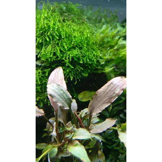 Cryptocoryne undulatus red kosaras