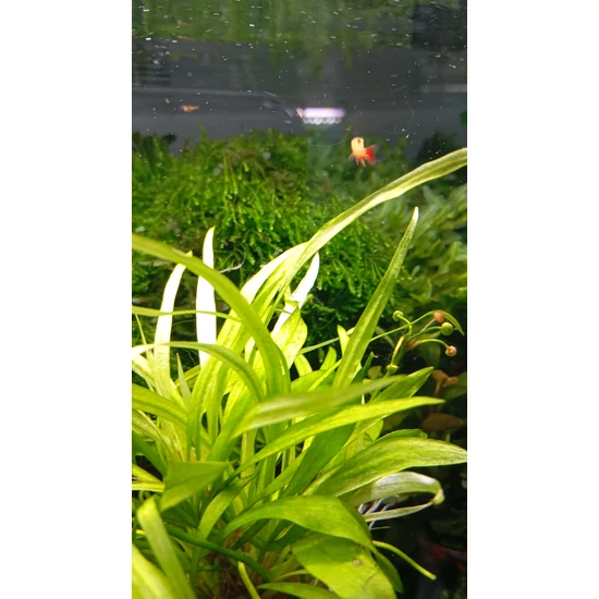 Echinodorus magdalenensis - kosaras
