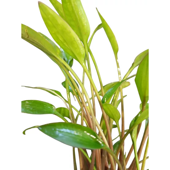Cryptocoryne Lutea