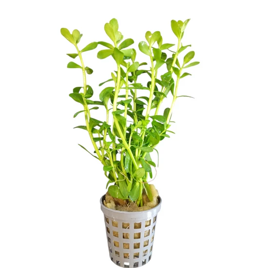 Bacopa monnieri - kosaras