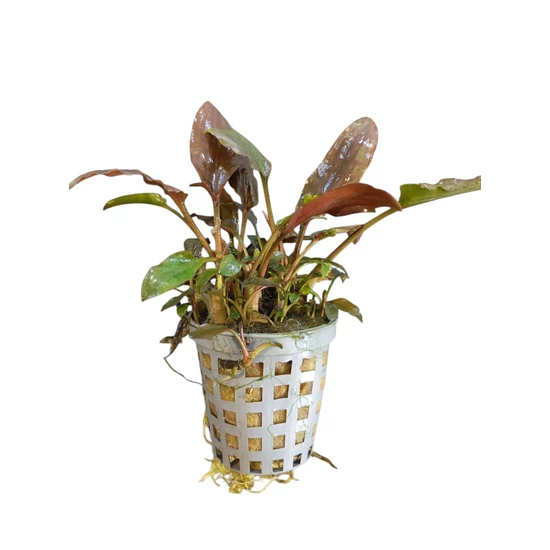 Cryptocoryne undulatus red kosaras