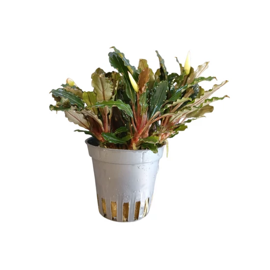 Bucephalandra blue green - kosaras