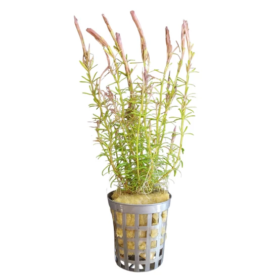 Rotala wallichi kosaras