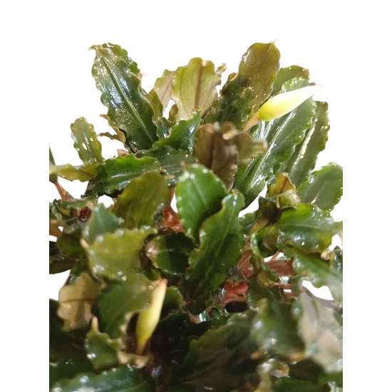 Bucephalandra blue green - kosaras