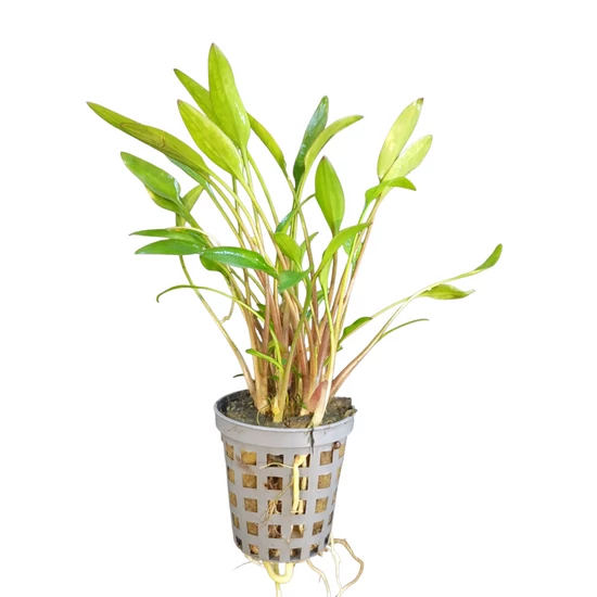 Cryptocoryne Lutea