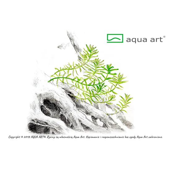 Aqua art - Rotala rotundifolia green - steril, zselés