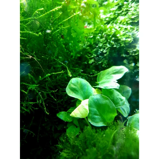 Anubias barteri coin leaf
