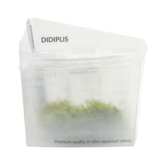 Aquaflora Didiplis diandra - In Vitro Cup zselés / steril