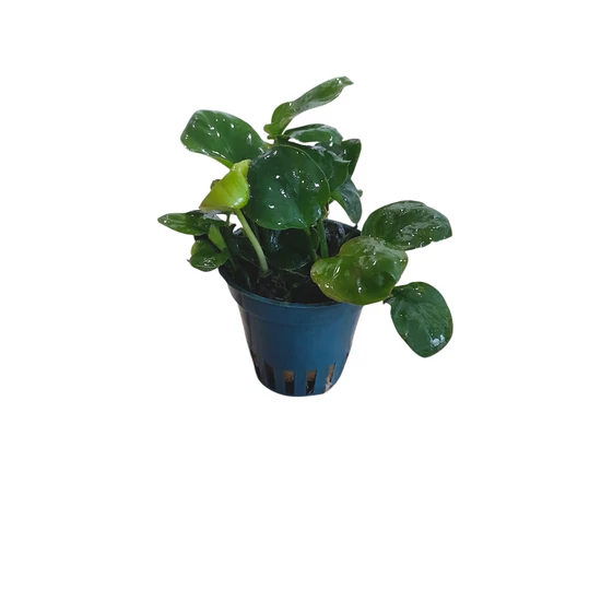 Anubias barteri coin leaf