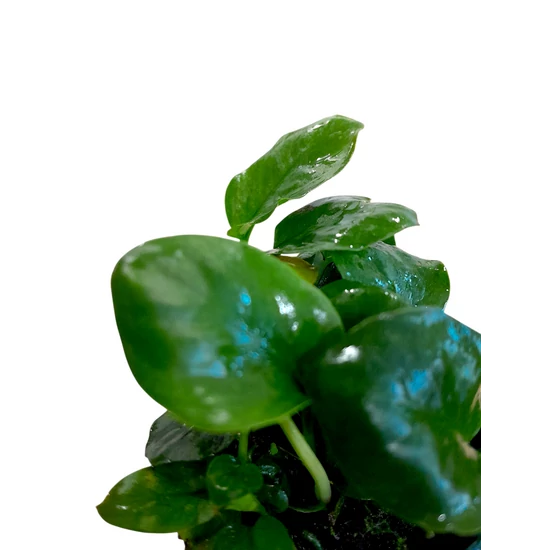 Anubias barteri coin leaf